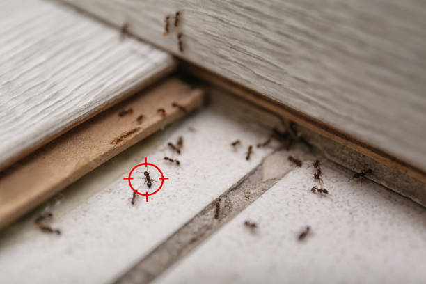 Best Mosquito Control Services  in New Lenox, IL