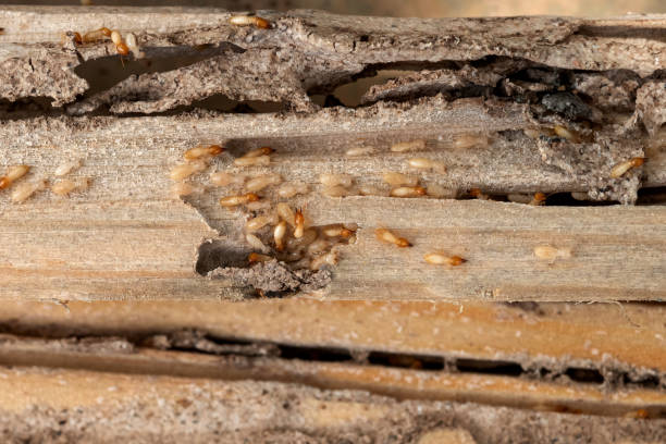 Best Wildlife Control Services  in New Lenox, IL